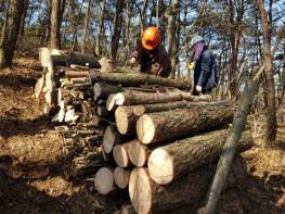 함안군, ‘소나무재선충병’방제사업 본격 추진 기사 이미지